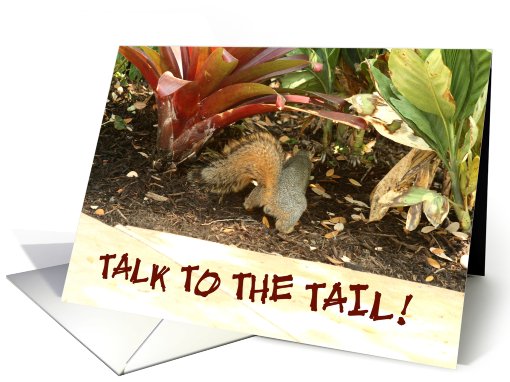 Squirrel Talk to the Tail card (488658)