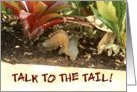 Squirrel Talk to the Tail card