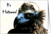 Halloween Vulture card