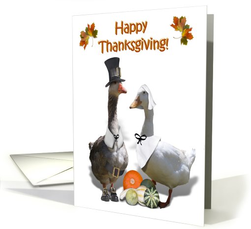 Happy Thanksgiving! card (452418)