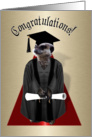 Congrats to the Graduate!, Meerkat in Cap & Gown card