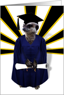 Congratulations, Meerkat with Graduation Cap, Gown and Diploma card