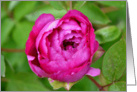 A Pink Rose Flower Bud card