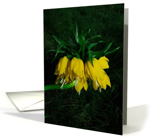 AMELRILLO PLANT card (441189)