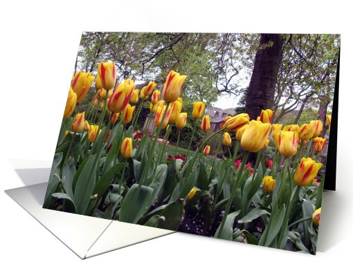 Yellow Tulips card (441445)