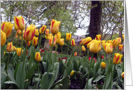 Yellow Tulips