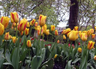 Yellow Tulips