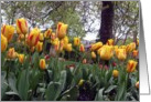 Yellow Tulips card