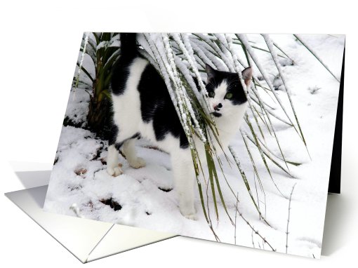 Cat in snow card (444070)