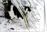 Cat in snow card