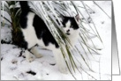 Cat in snow card