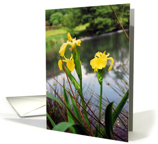 Pond Iris card (445593)
