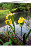 Pond Iris card