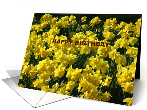 DAFFODILS card (445598)
