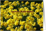 DAFFODILS card