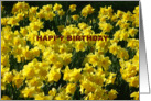 DAFFODILS card
