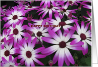 Purple Daisys card