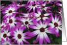 Purple Daisys card