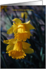 Daffodils card