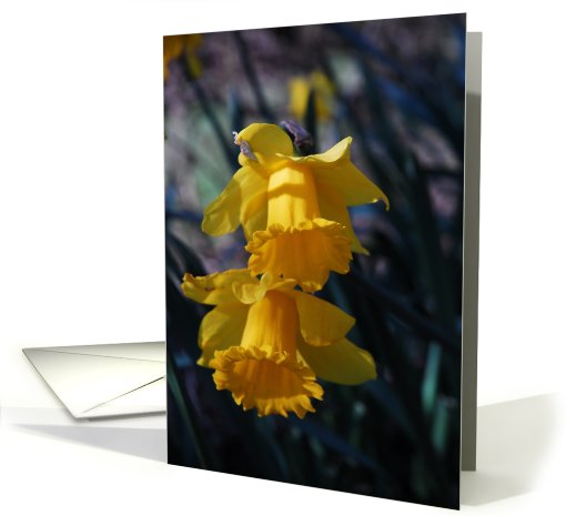 Daffodils card (447344)