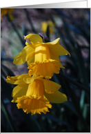 Daffodils card