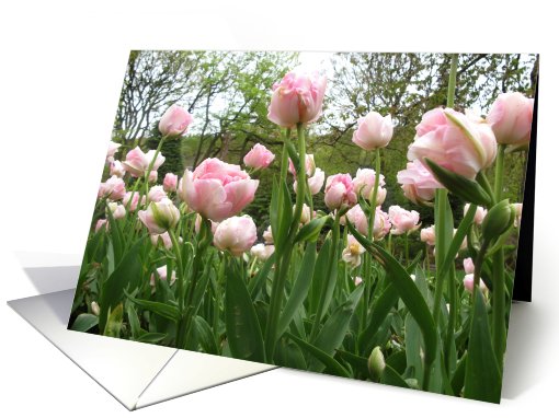 Pink Tulips card (468443)