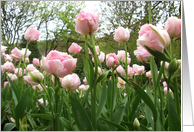 Pink Tulips card