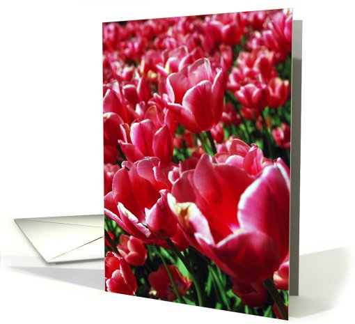 Red Tulips card (473251)