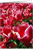 Red Tulips card