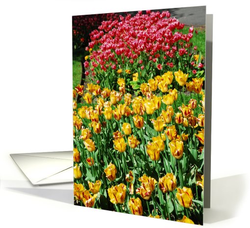 Red and Yellow Tulips card (473254)