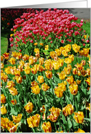 Red and Yellow Tulips card