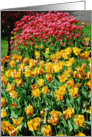 Red and Yellow Tulips card