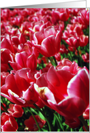 Red and Yellow Tulips card