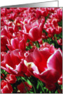 Red and Yellow Tulips card