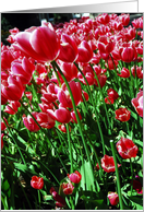 Red Tulips card