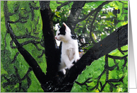 Kitten up a Tree card
