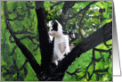 Kitten up a Tree card