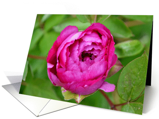 A Pink Rose Flower Bud card (926694)