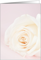 White rose card