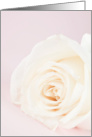 White rose card