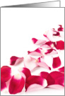 Rose petals card