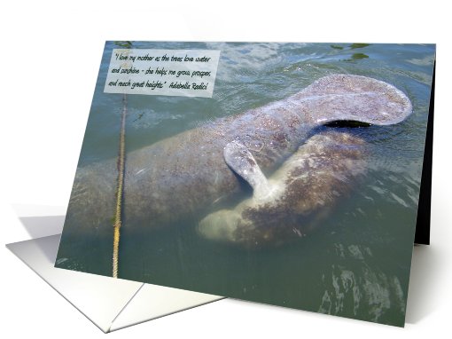 Mother and Baby Manatees card (440847)