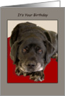 Black Labrador Dog Looks Up Birthday card