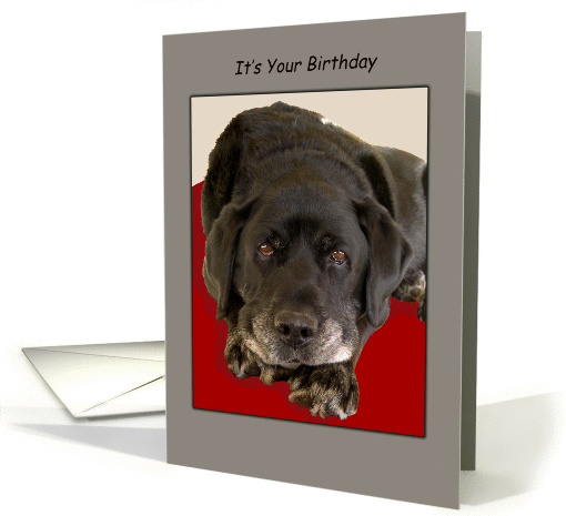 Black Labrador Dog Looks Up Birthday card (509877)
