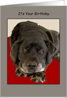 Black Labrador Dog Looks Up Birthday card