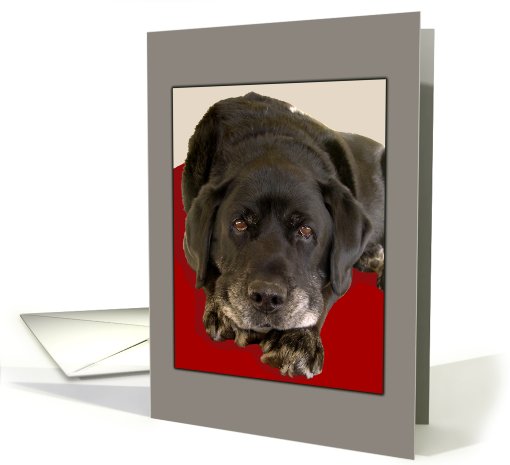 Black Labrador Dog Looks Up card (509885)