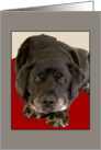 Black Labrador Dog Looks Up card