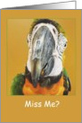 Missing You - Macaw Card