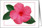 Pink Hibisucs-Note Card blank card