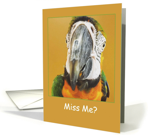 Missing You - Macaw card (1452408)